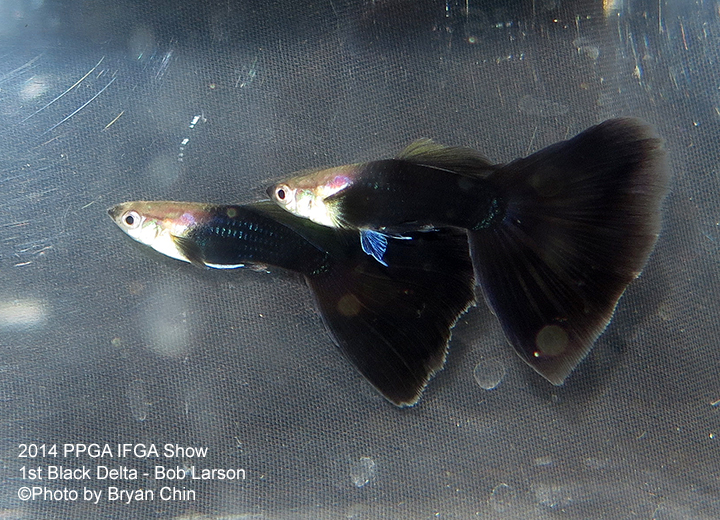 Black Guppy