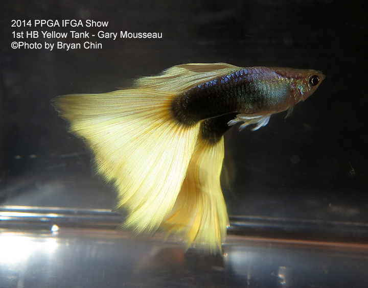 Half Black Yellow Guppy