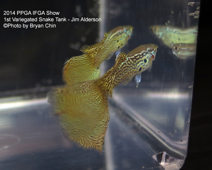 Variegated Snakeskin Guppy