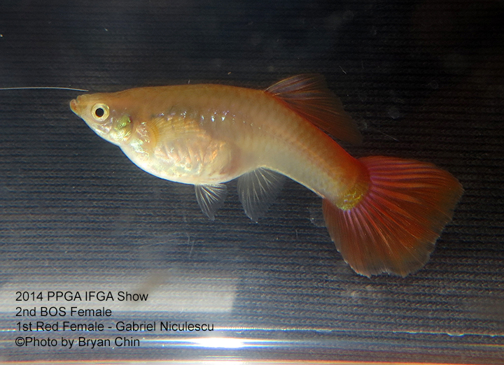 Red Female Guppy