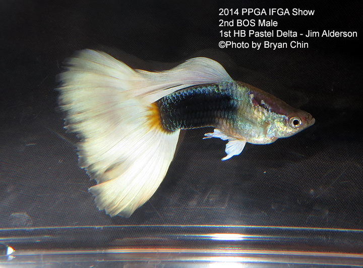 Half Black Pastel Guppy