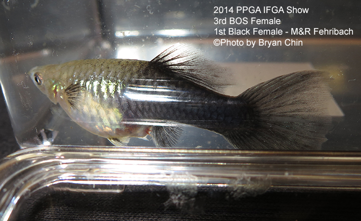 Black Female Guppy