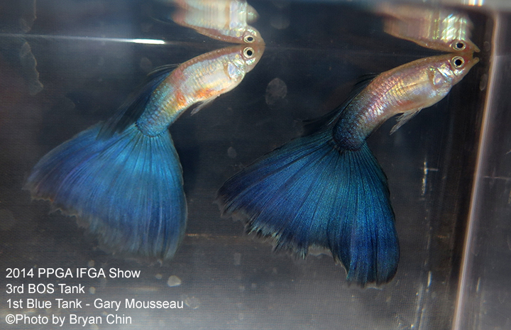 Blue Guppy