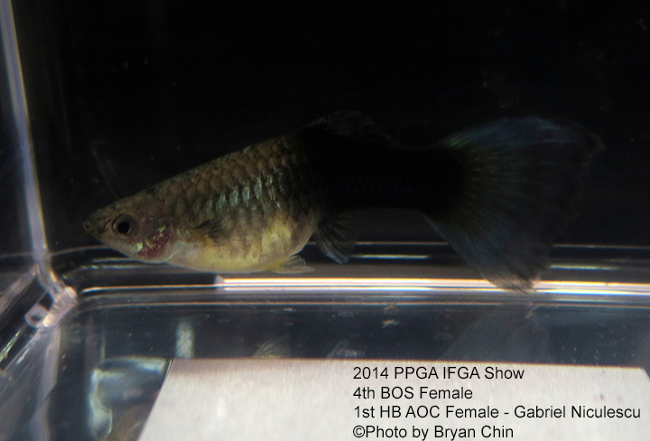 Half Black AOC Female Guppy