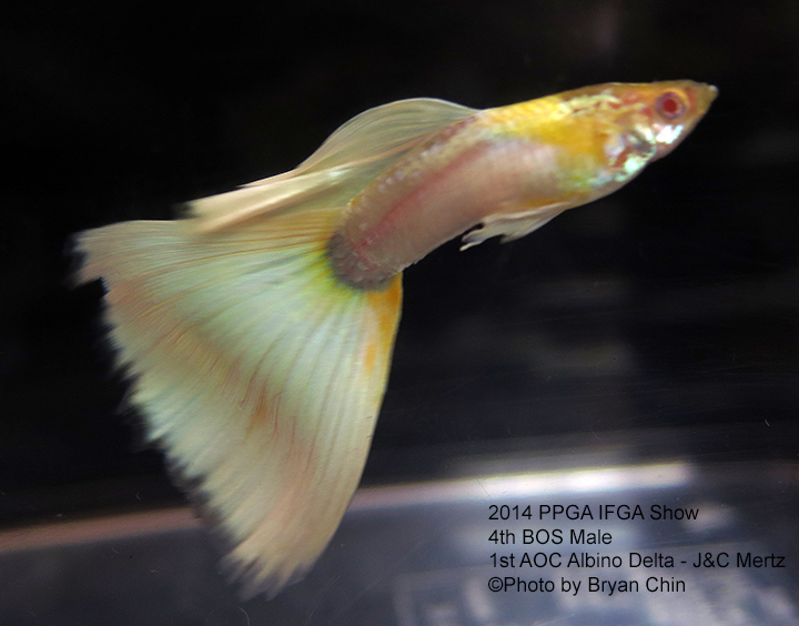 AOC Albino Guppy