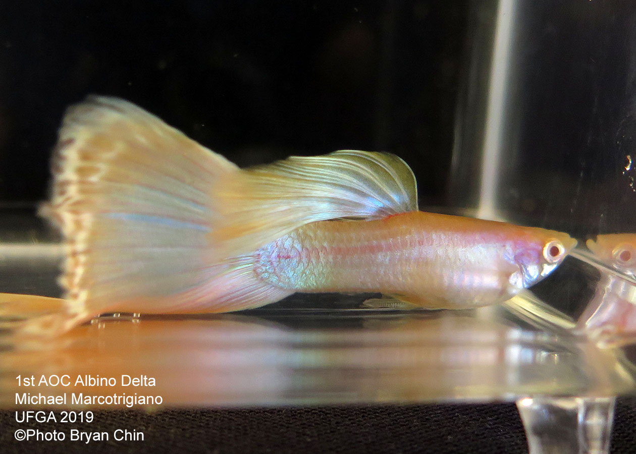 albino guppy