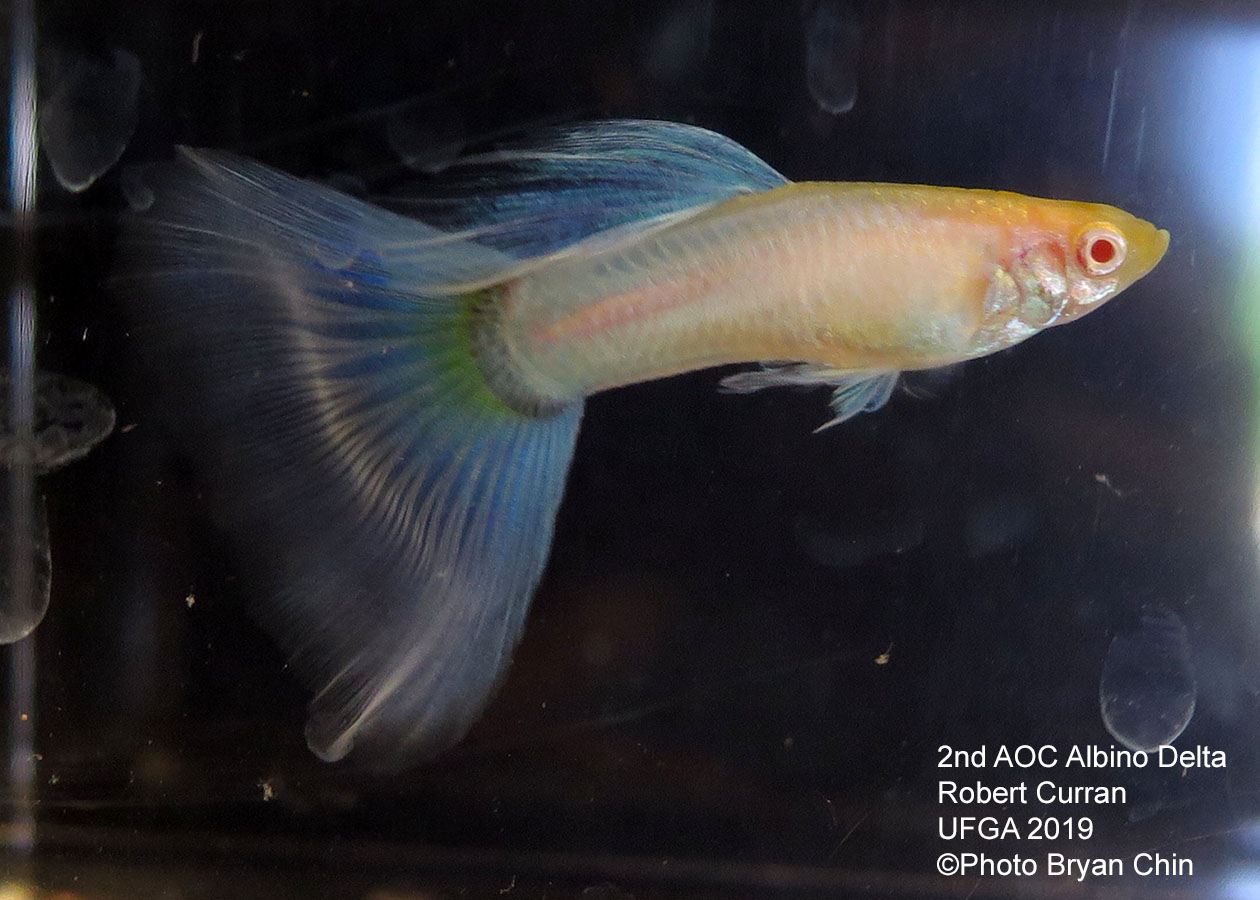 Albino guppy blue