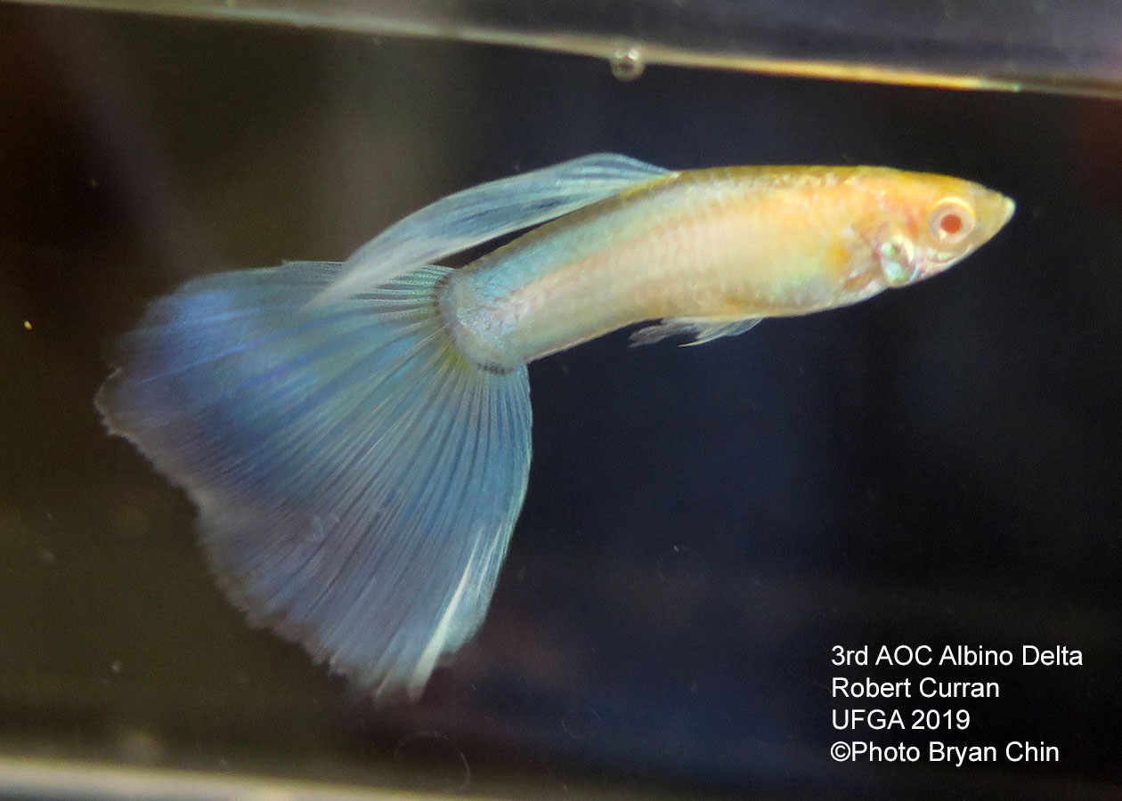 albino guppy blue