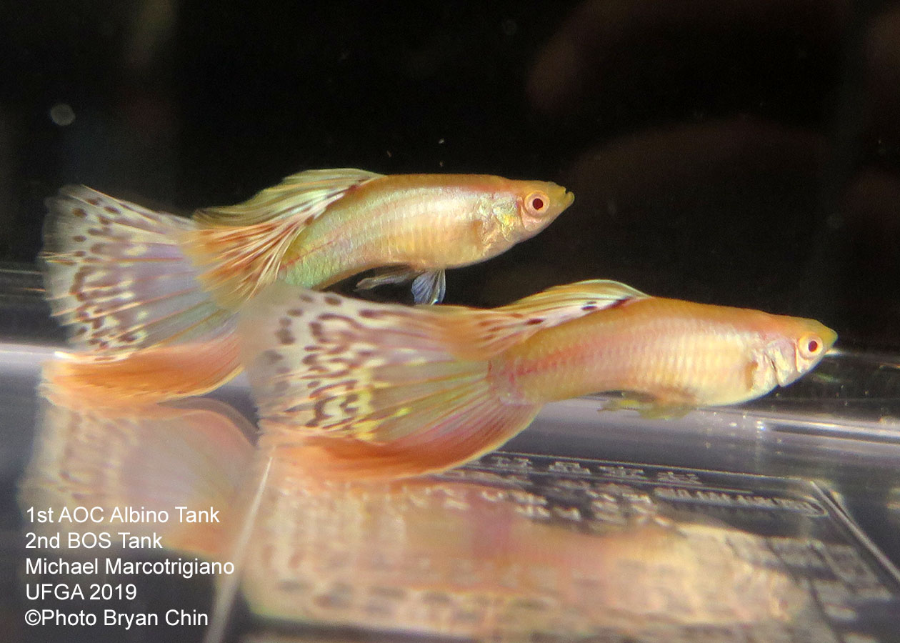 albino guppy