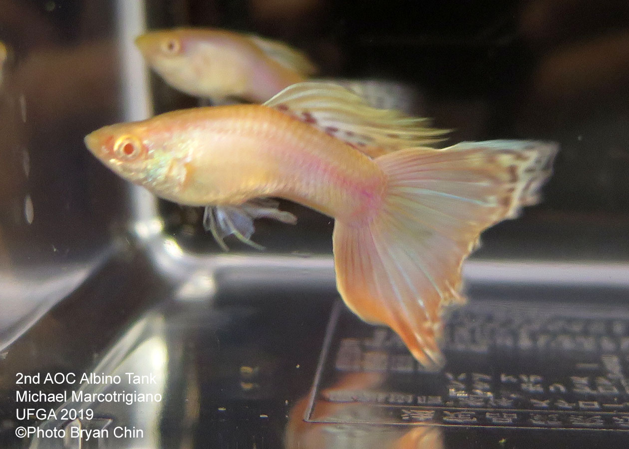 albino guppy