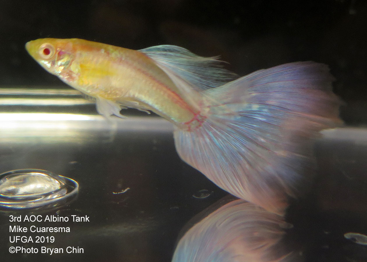 Albino guppy blue