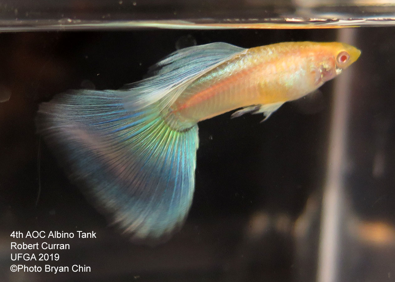 albino blue guppy