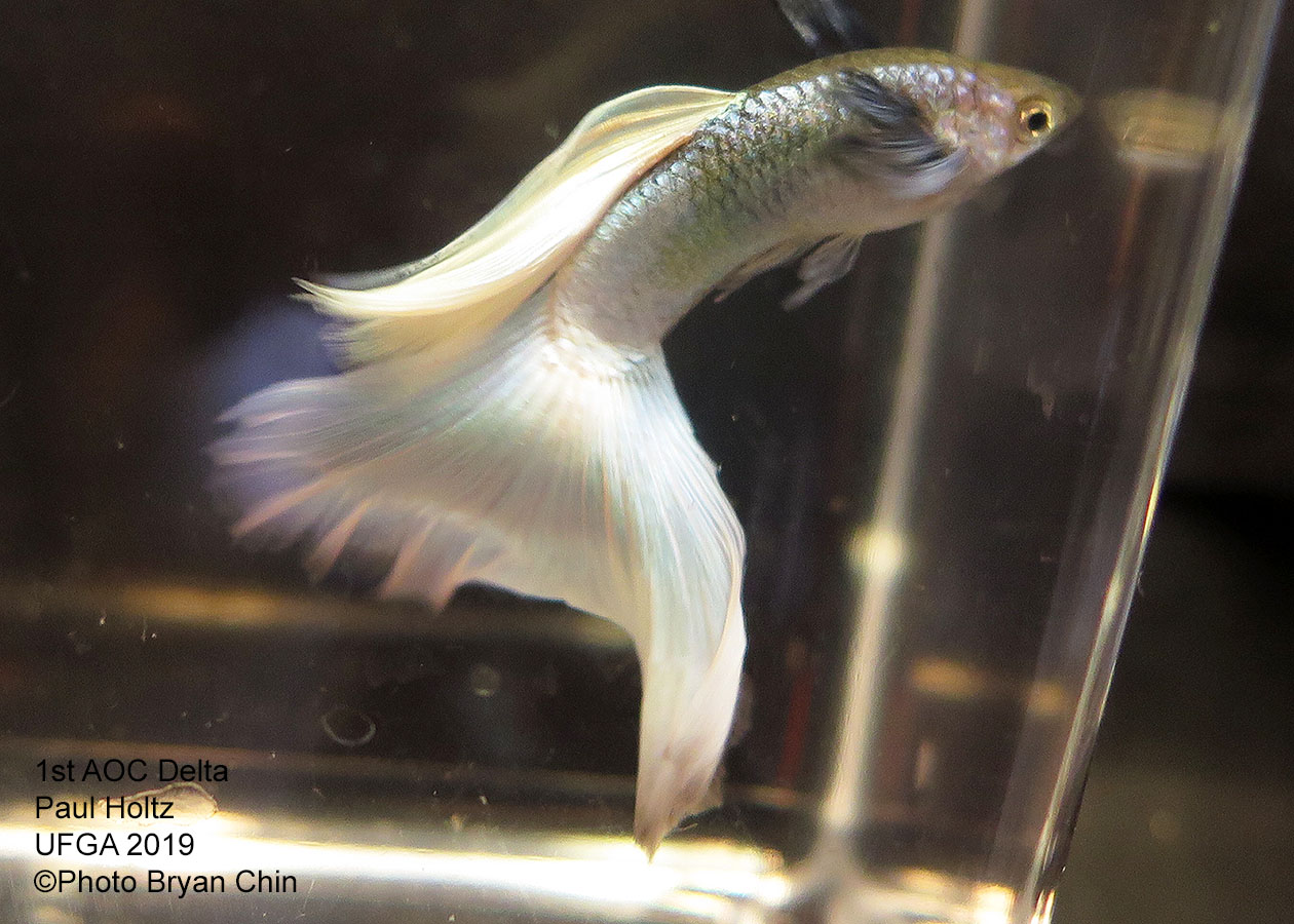 White guppy aoc