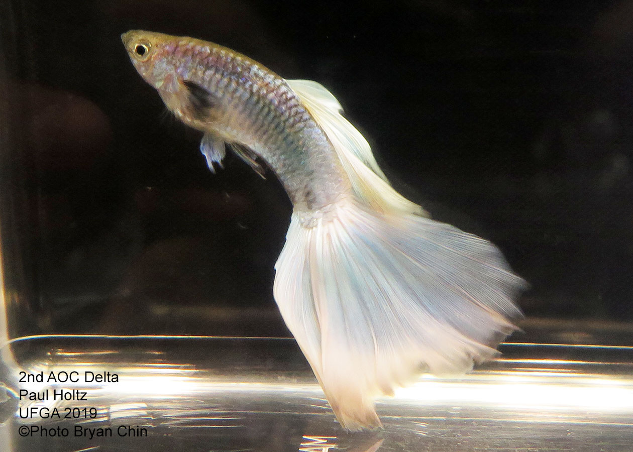 white guppy aoc