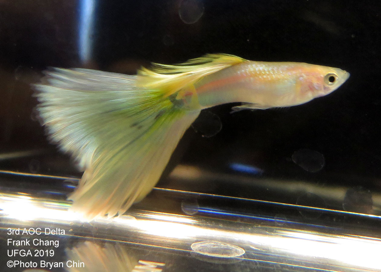 yellow guppy aoc