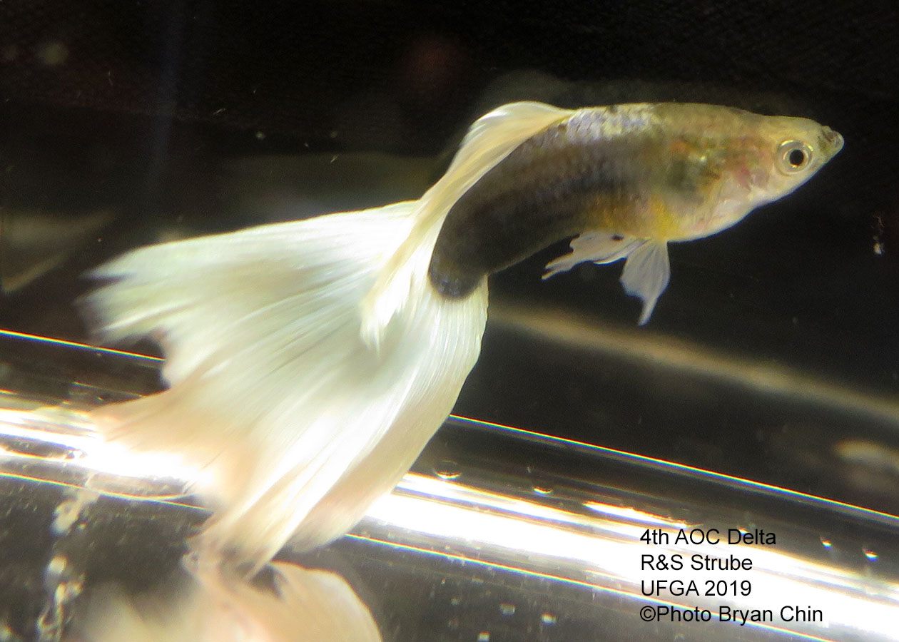 white pastel aoc guppy