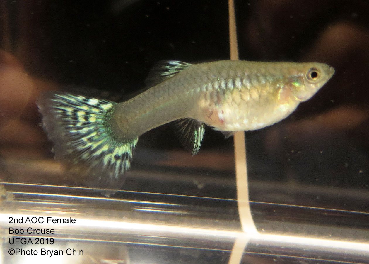 female guppy aoc bicolor