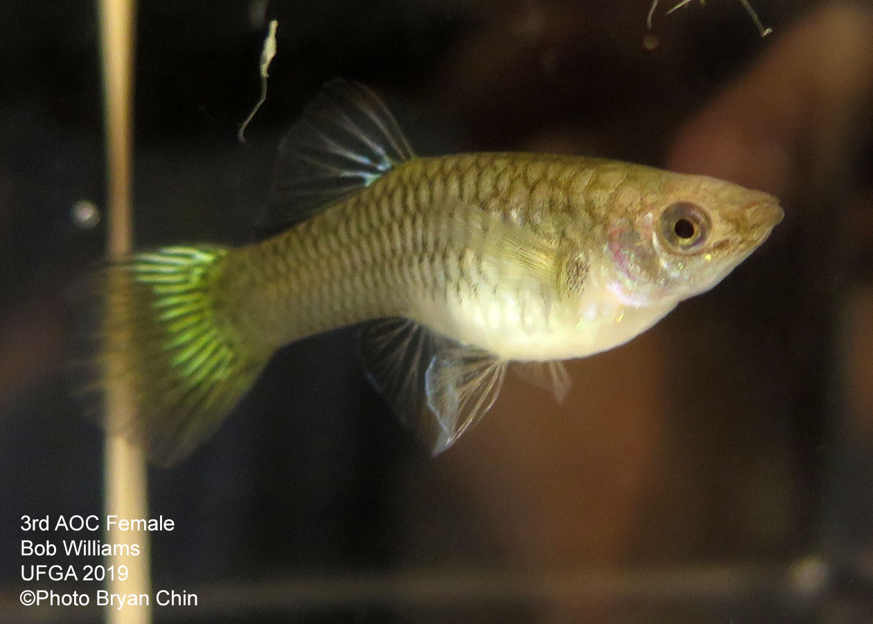 female guppy bicolor aoc