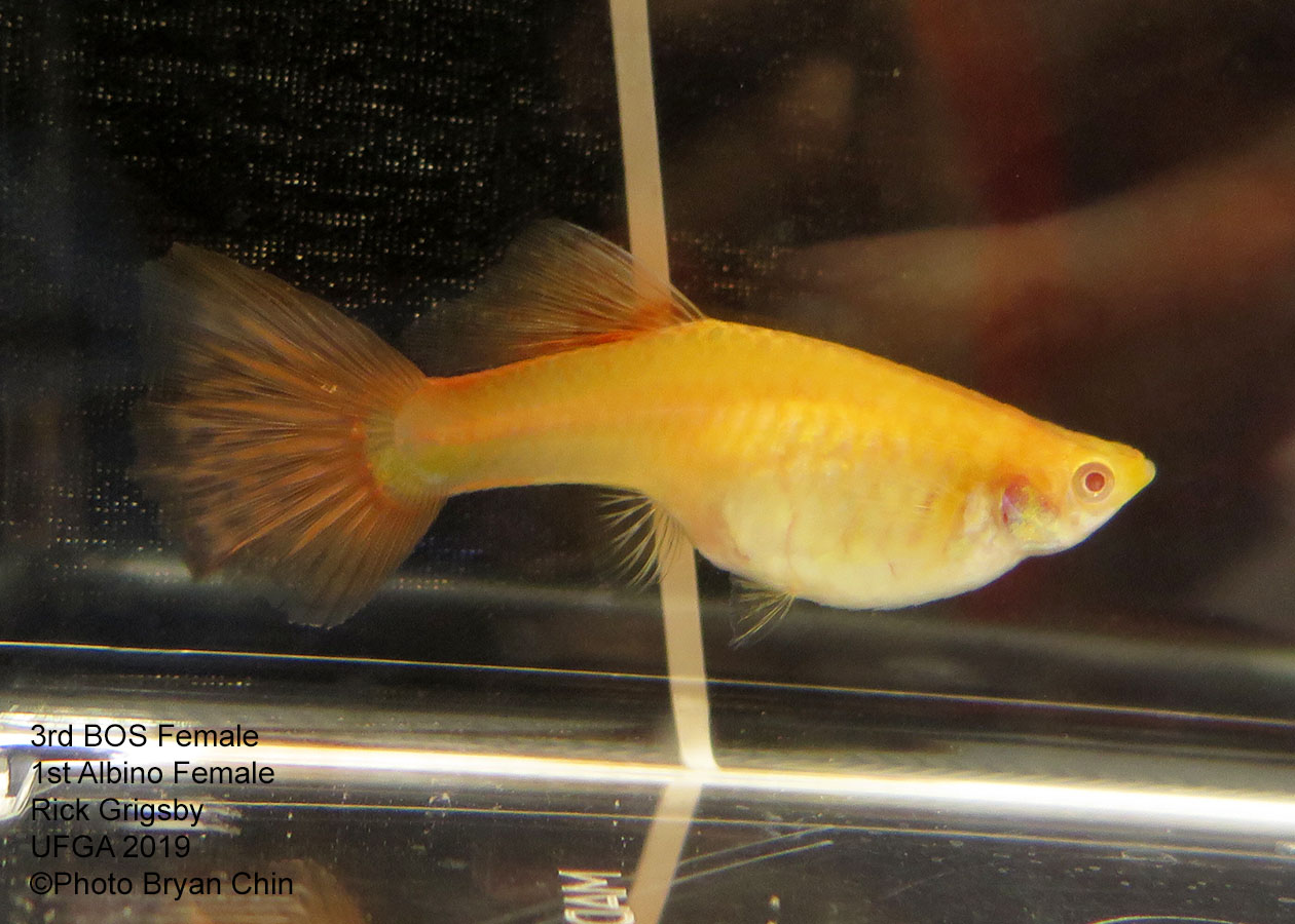 albino red female guppy