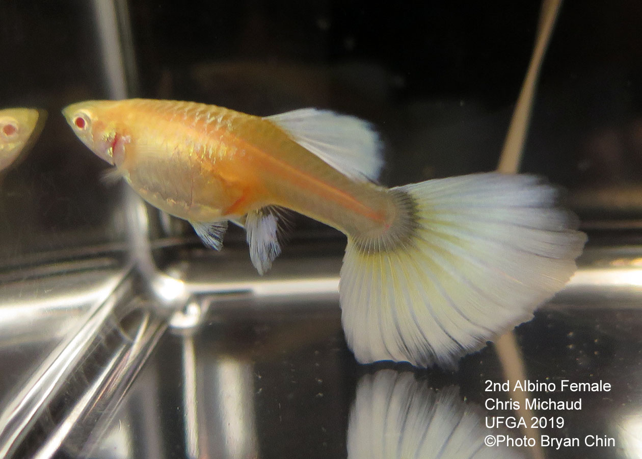 albino female guppy