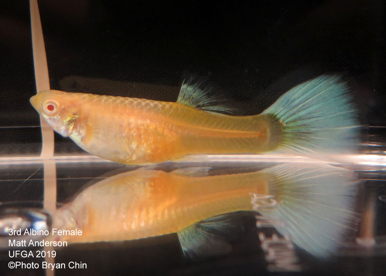 albino female guppy