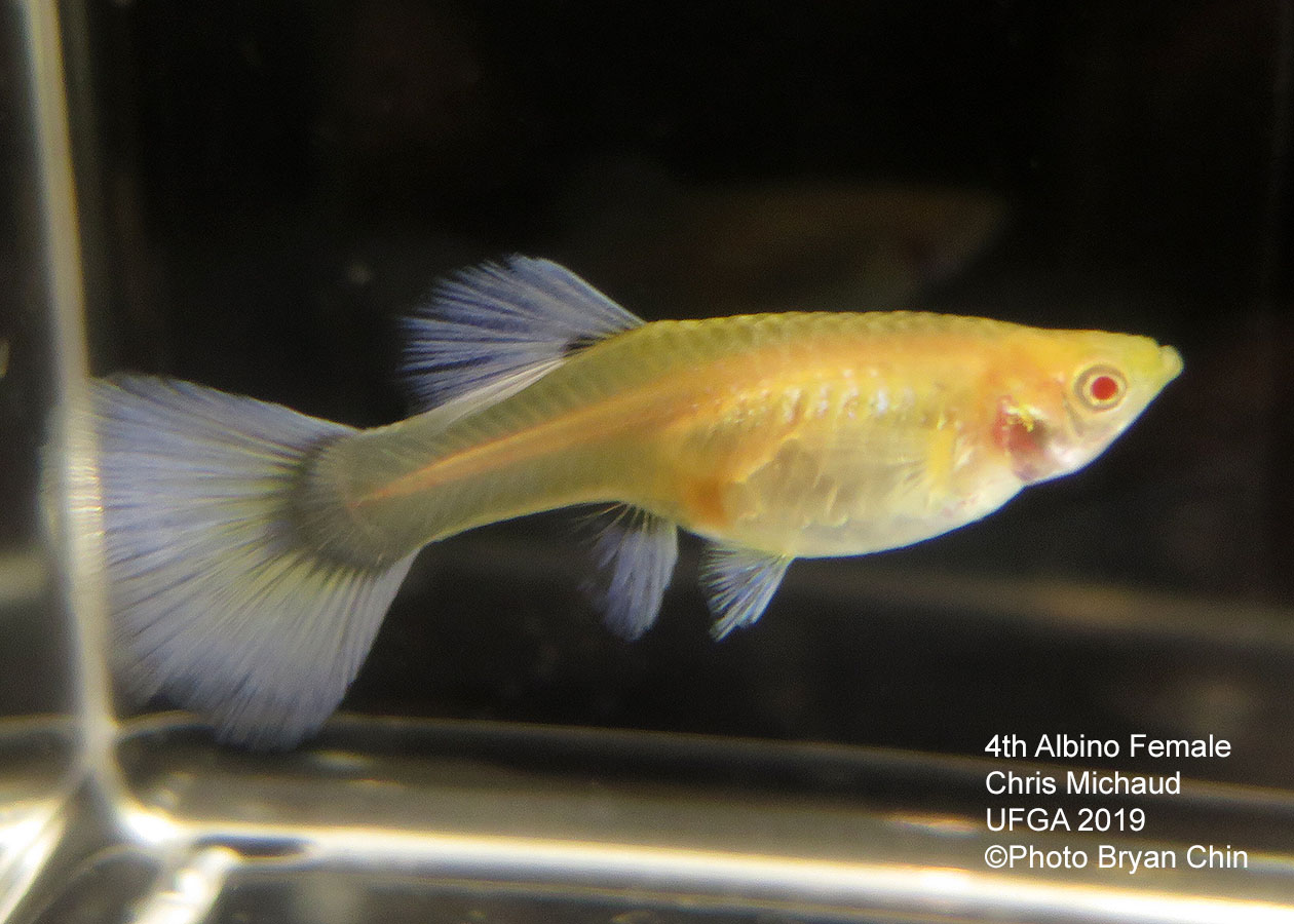 albino female guppy