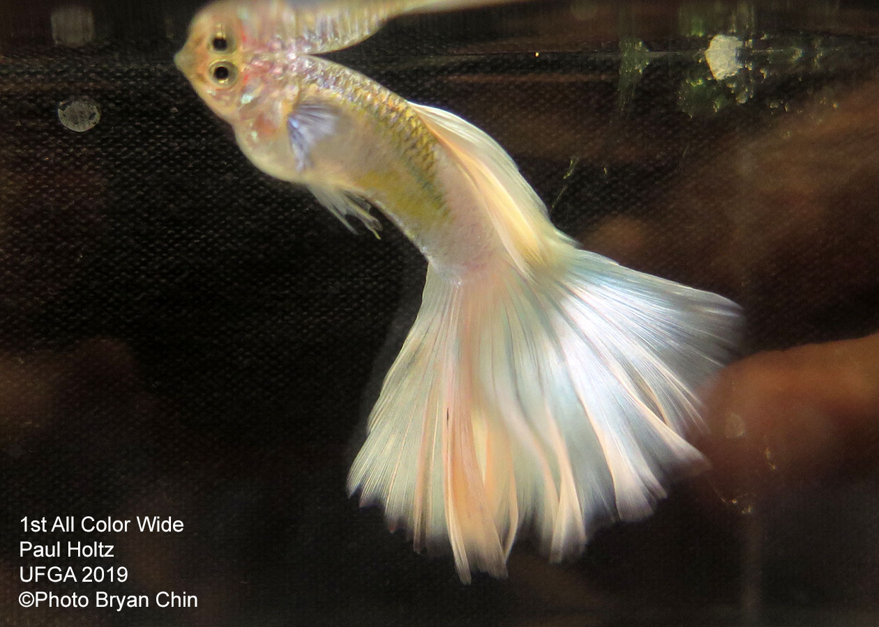 White Wide guppy 