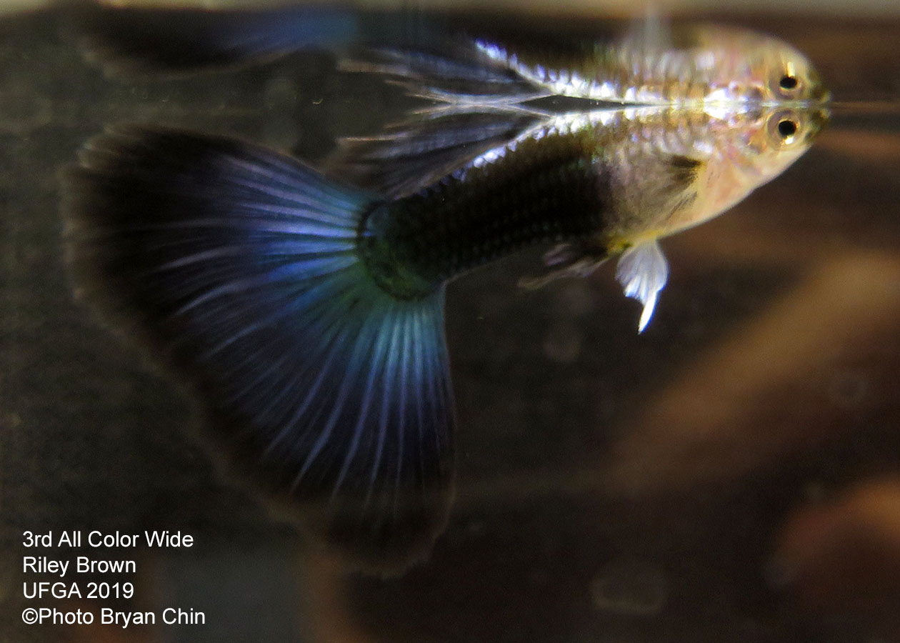 half black hb blue guppy wide