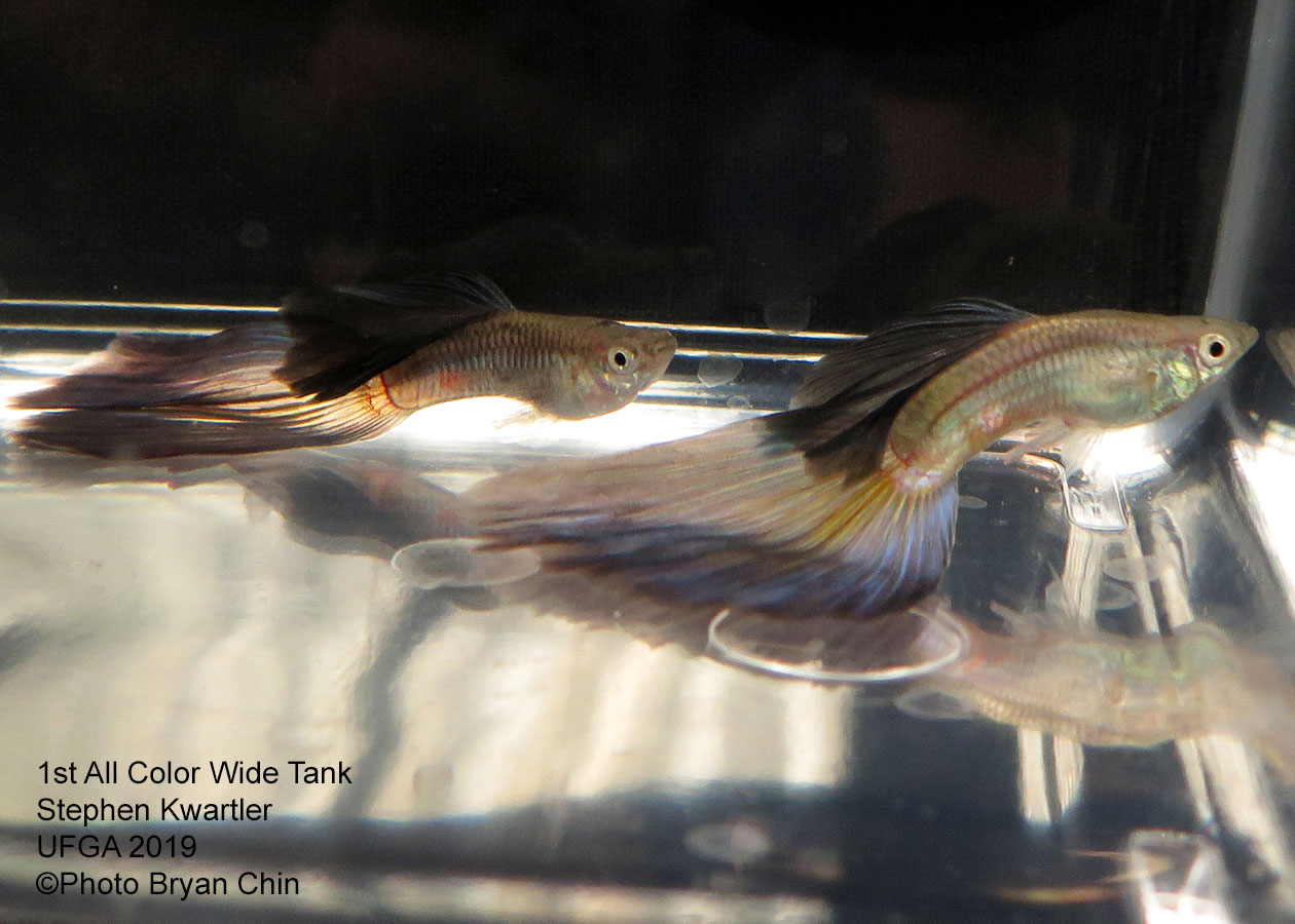 wide guppy 