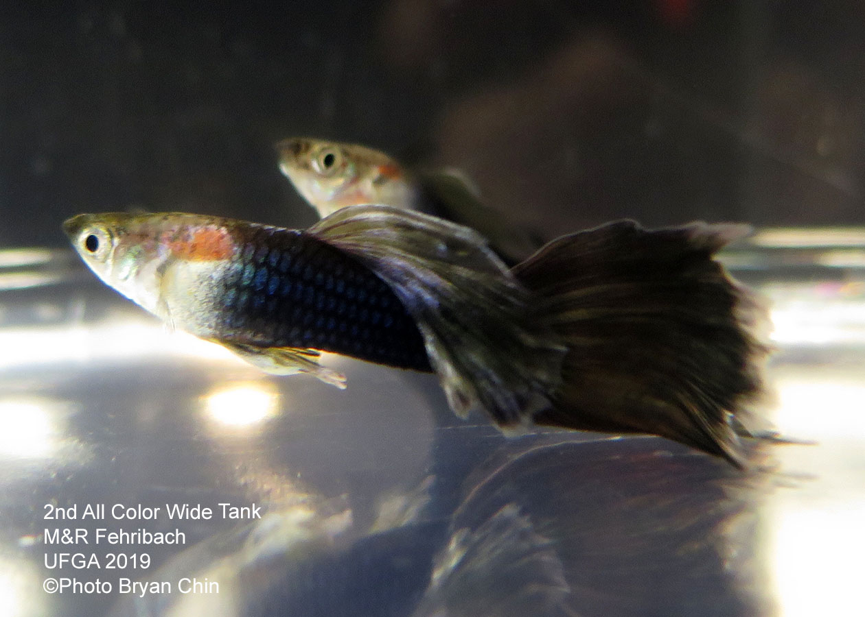 half black  hb guppy wide