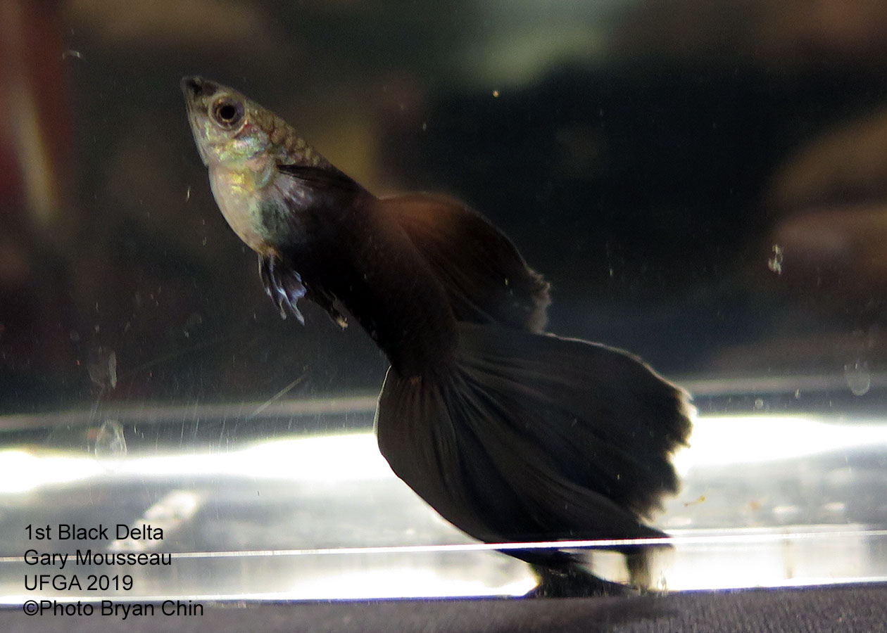 black guppy