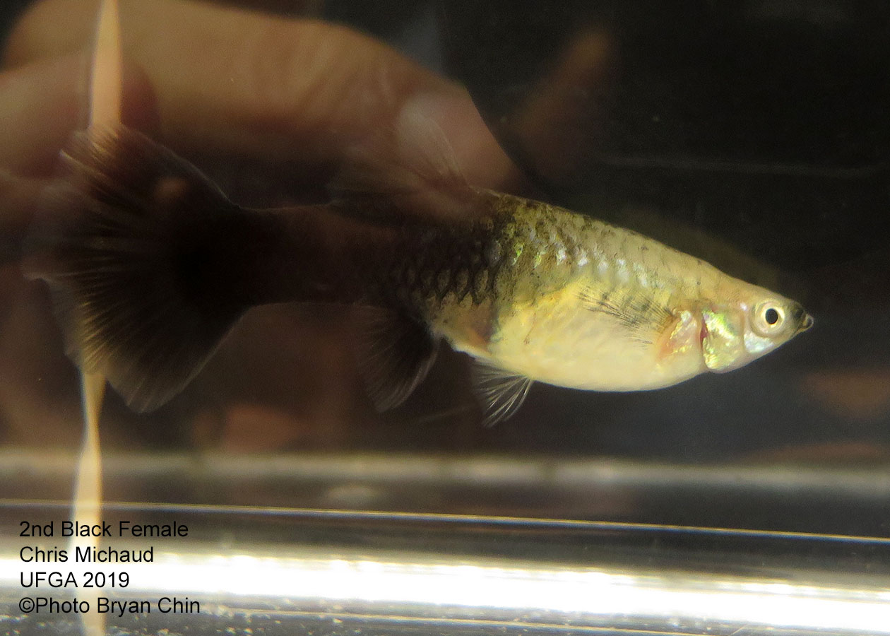 black female guppy