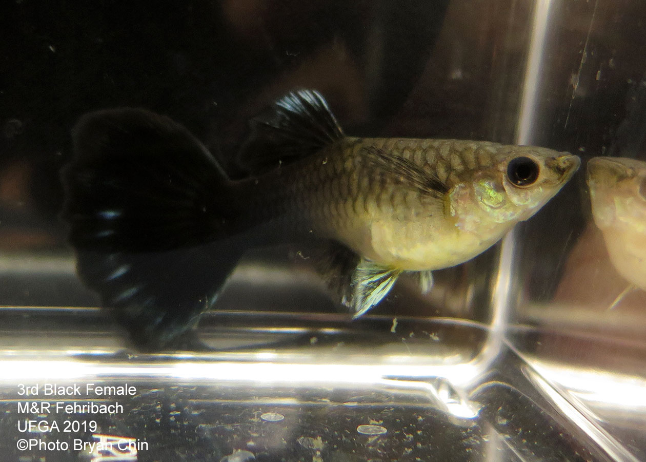 black female guppy