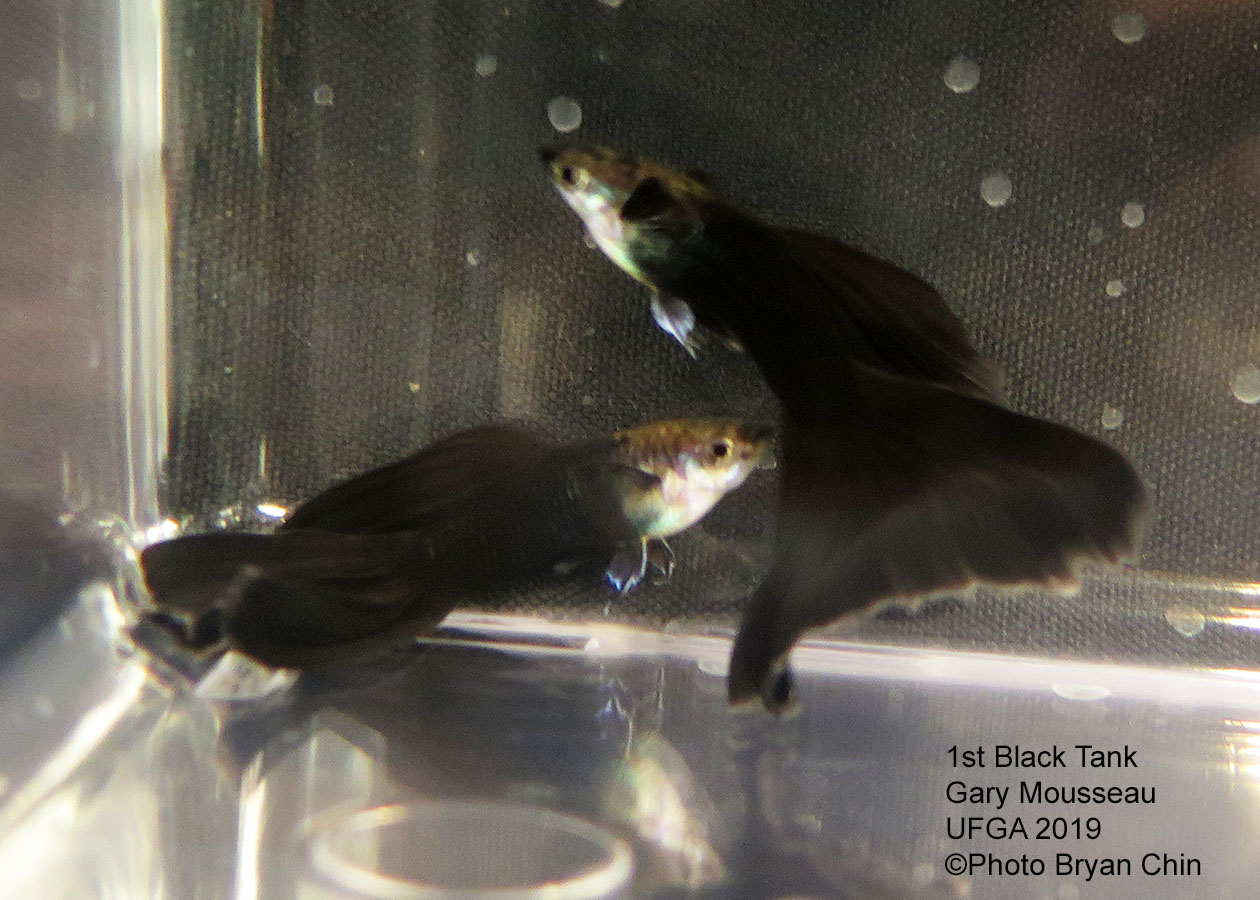 black guppy