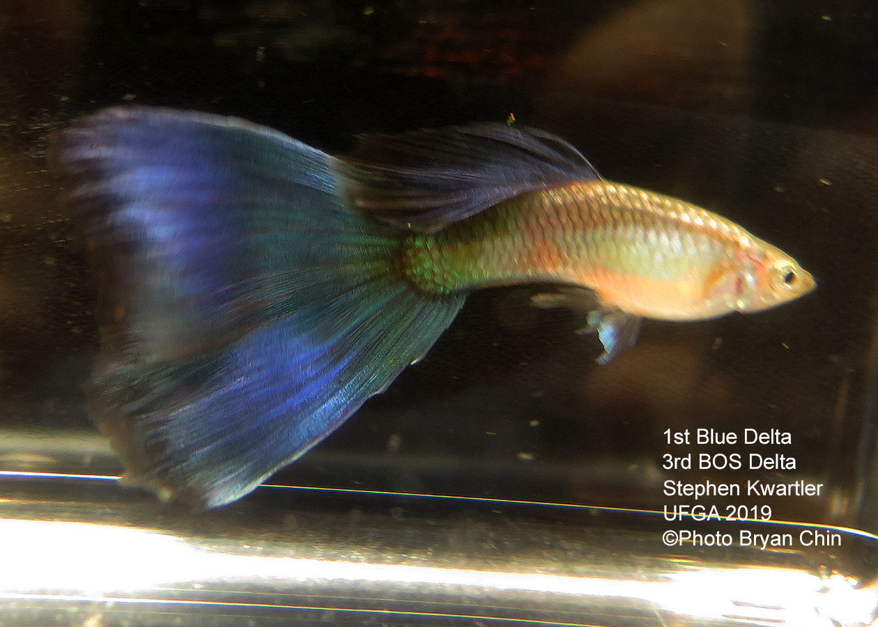 blue guppy