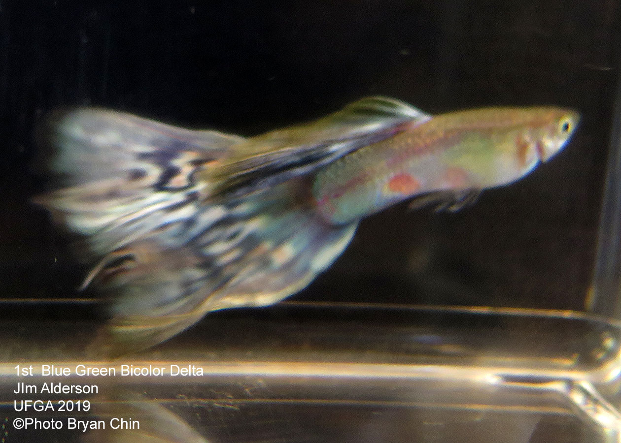 blue green bicolor guppy