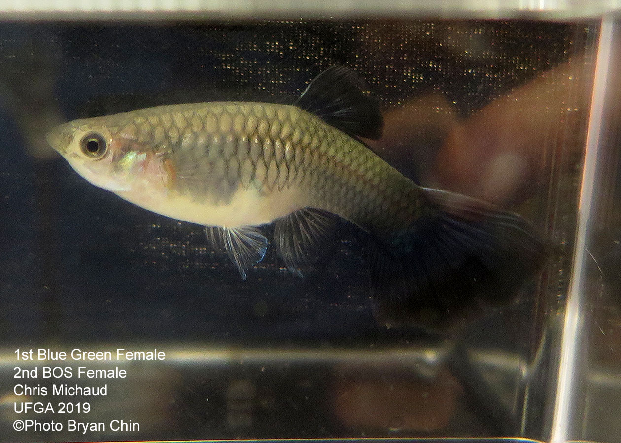 blue green female guppy