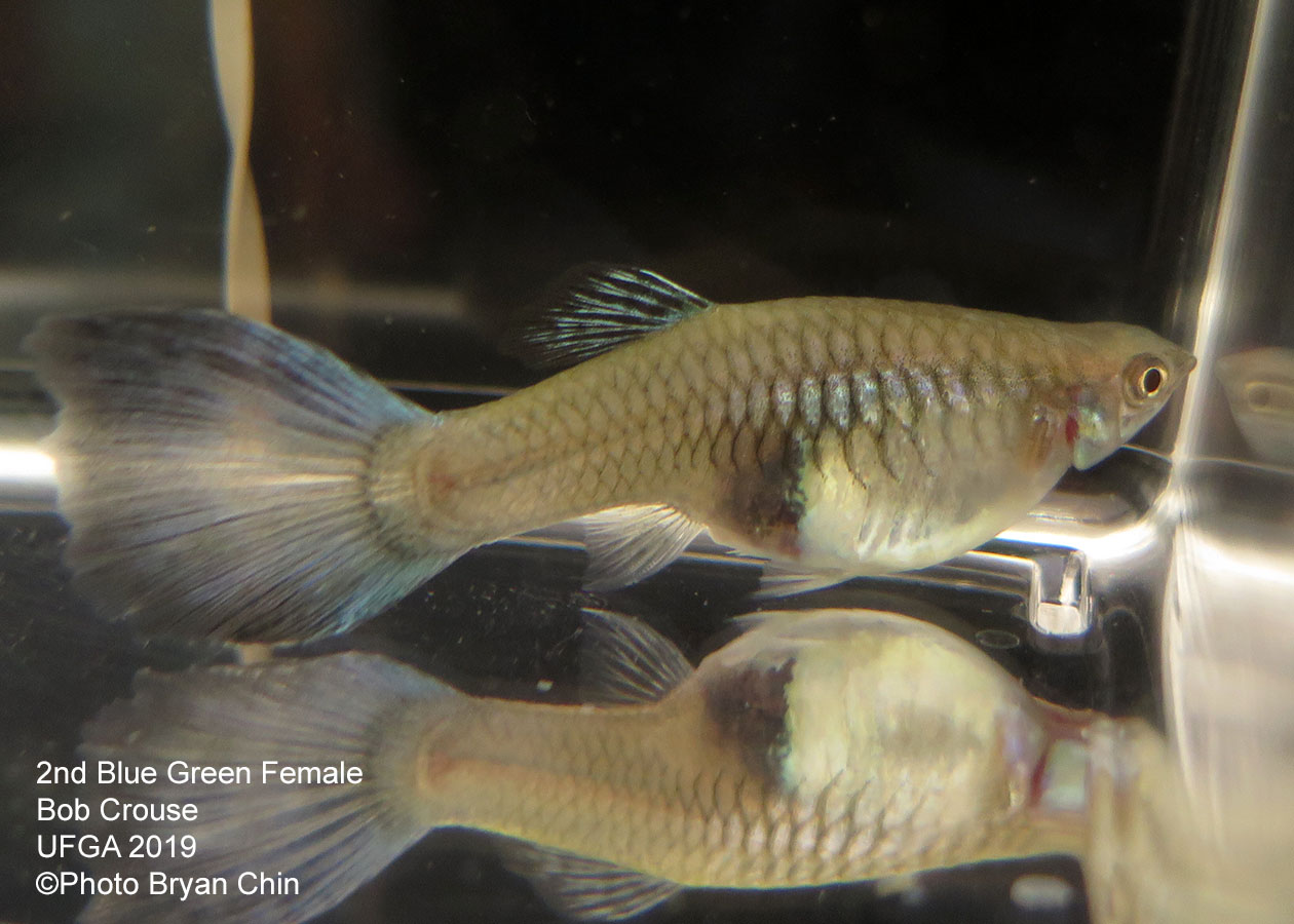 blue green female guppy