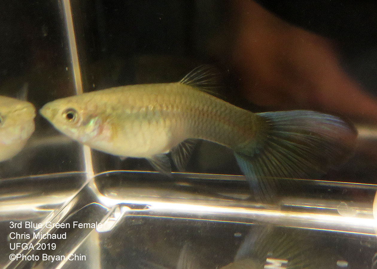 blue green female guppy