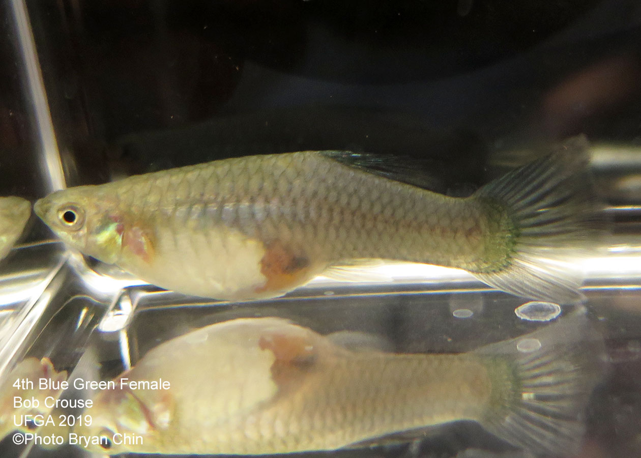 blue green female guppy