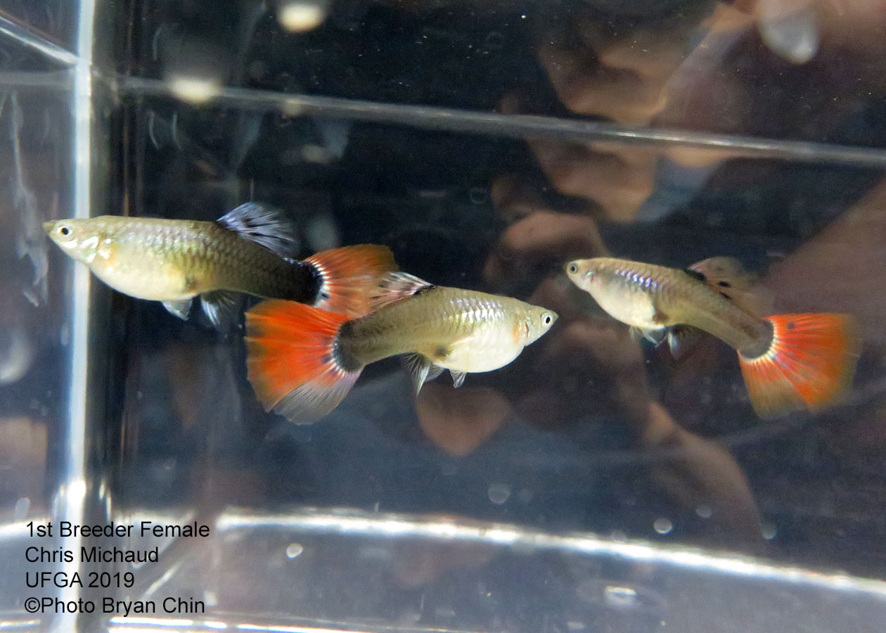 half black red female guppy hb