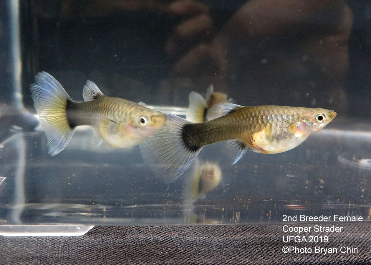 half black blue female guppy