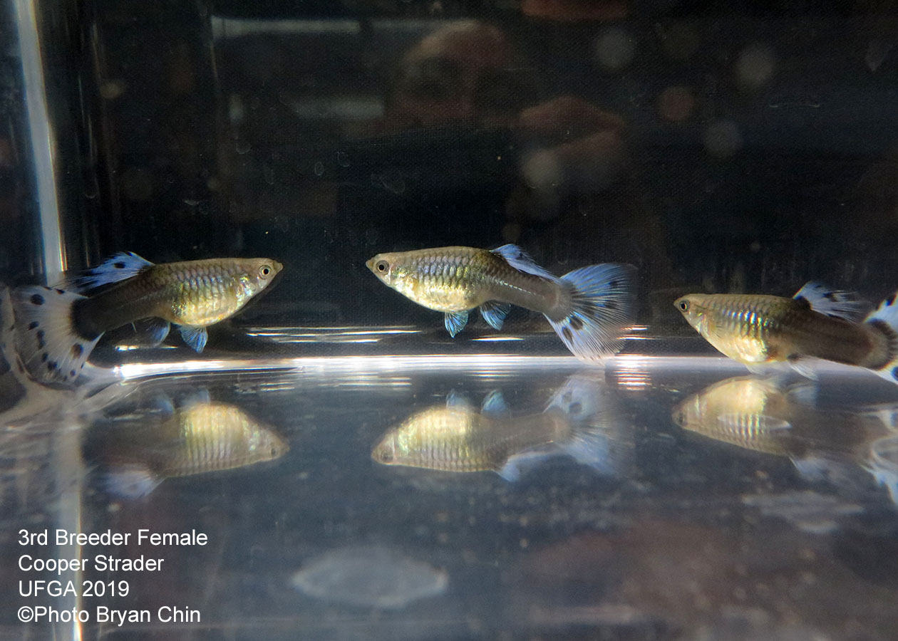 half black blue female guppy hb