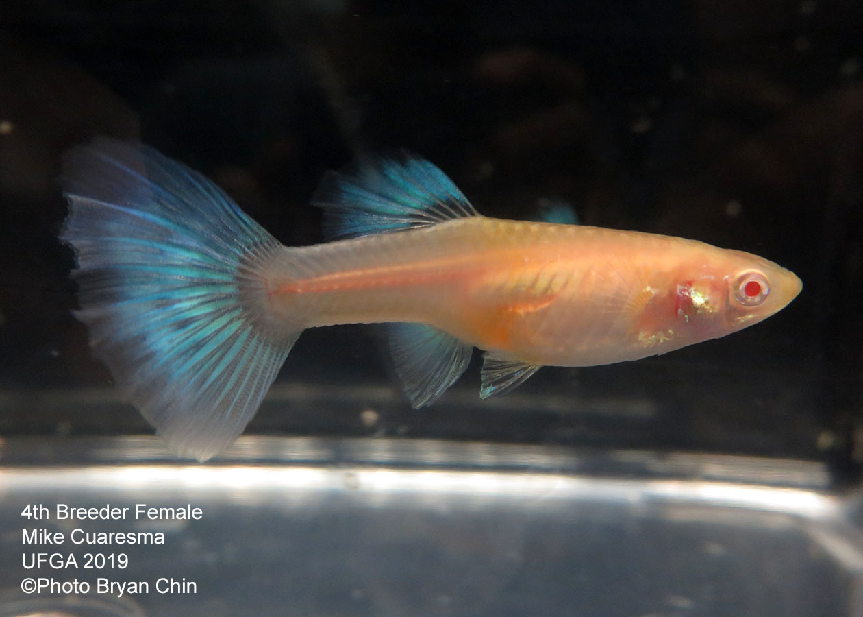 Albino female guppy