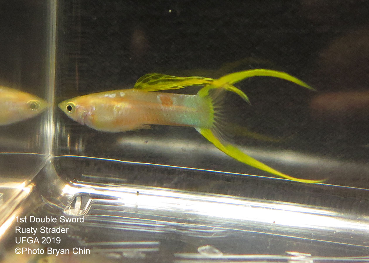 Double swordtail guppy