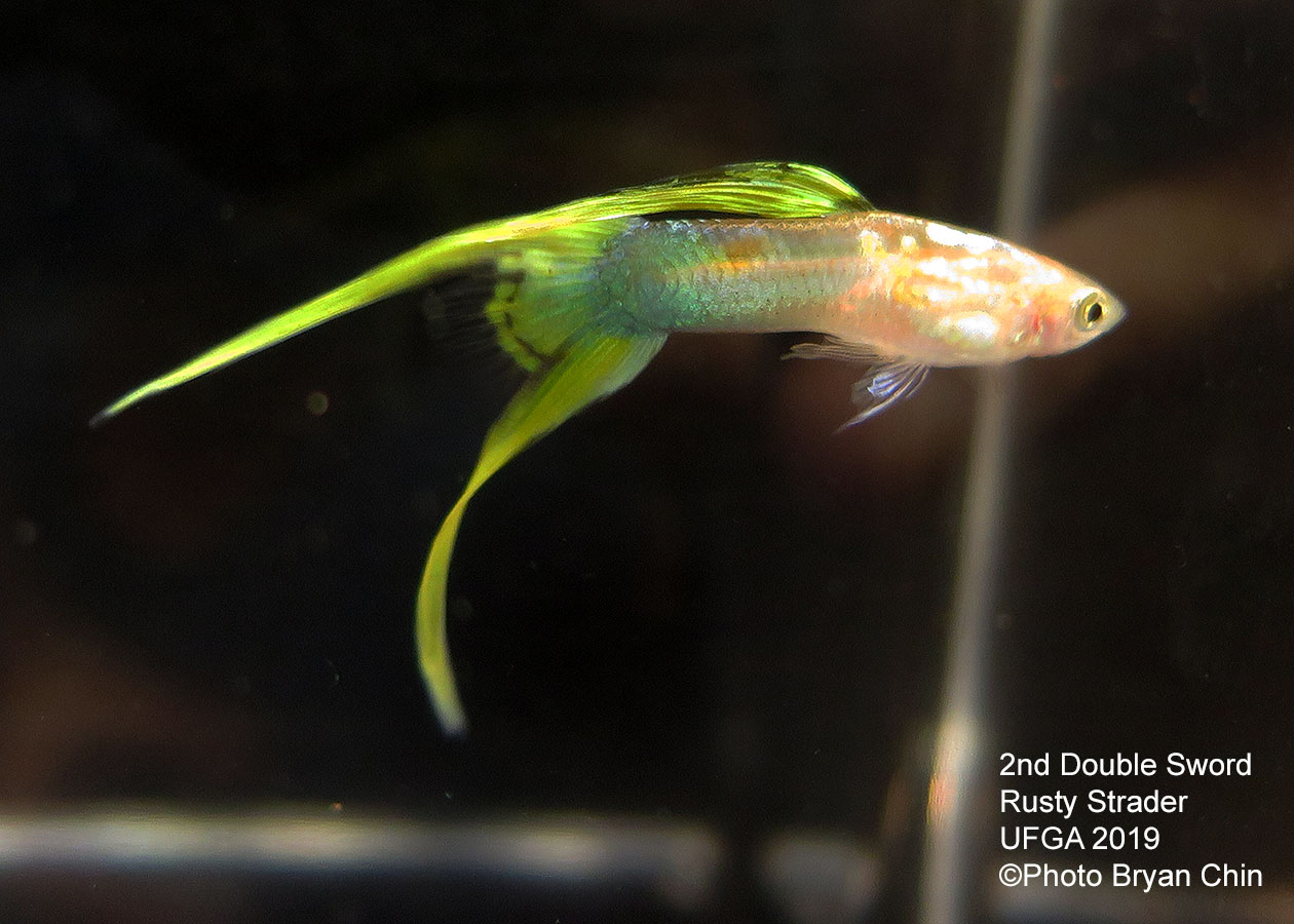 Double swordtail guppy