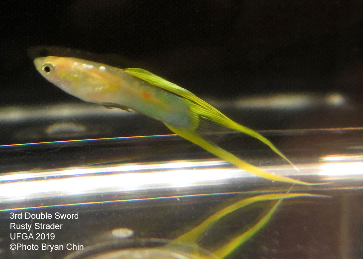 Double swordtail guppy