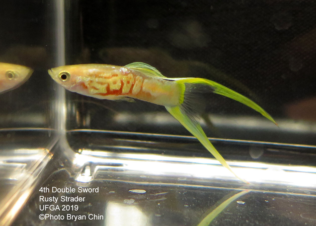 Double swordtail guppy