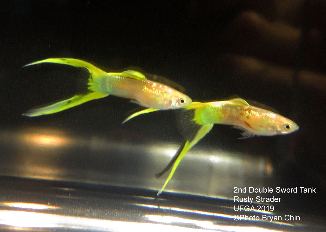 Double swordtail guppy