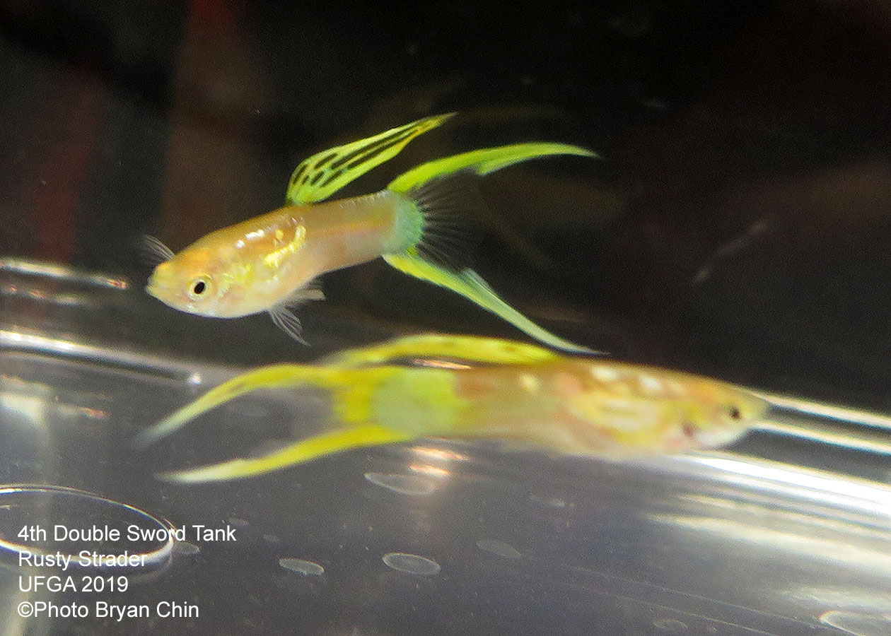 Double swordtail guppy